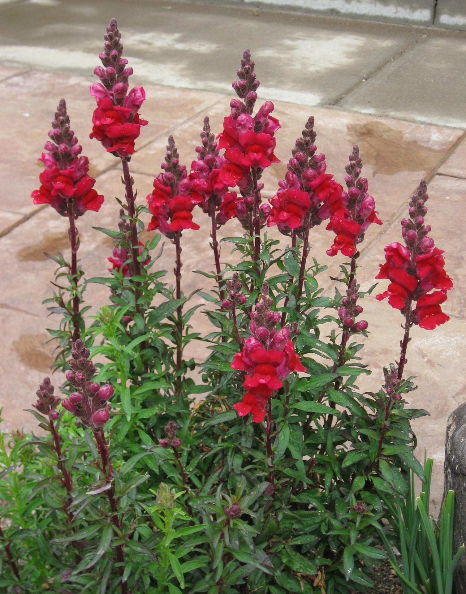 Im20080524cdIMG1162sm