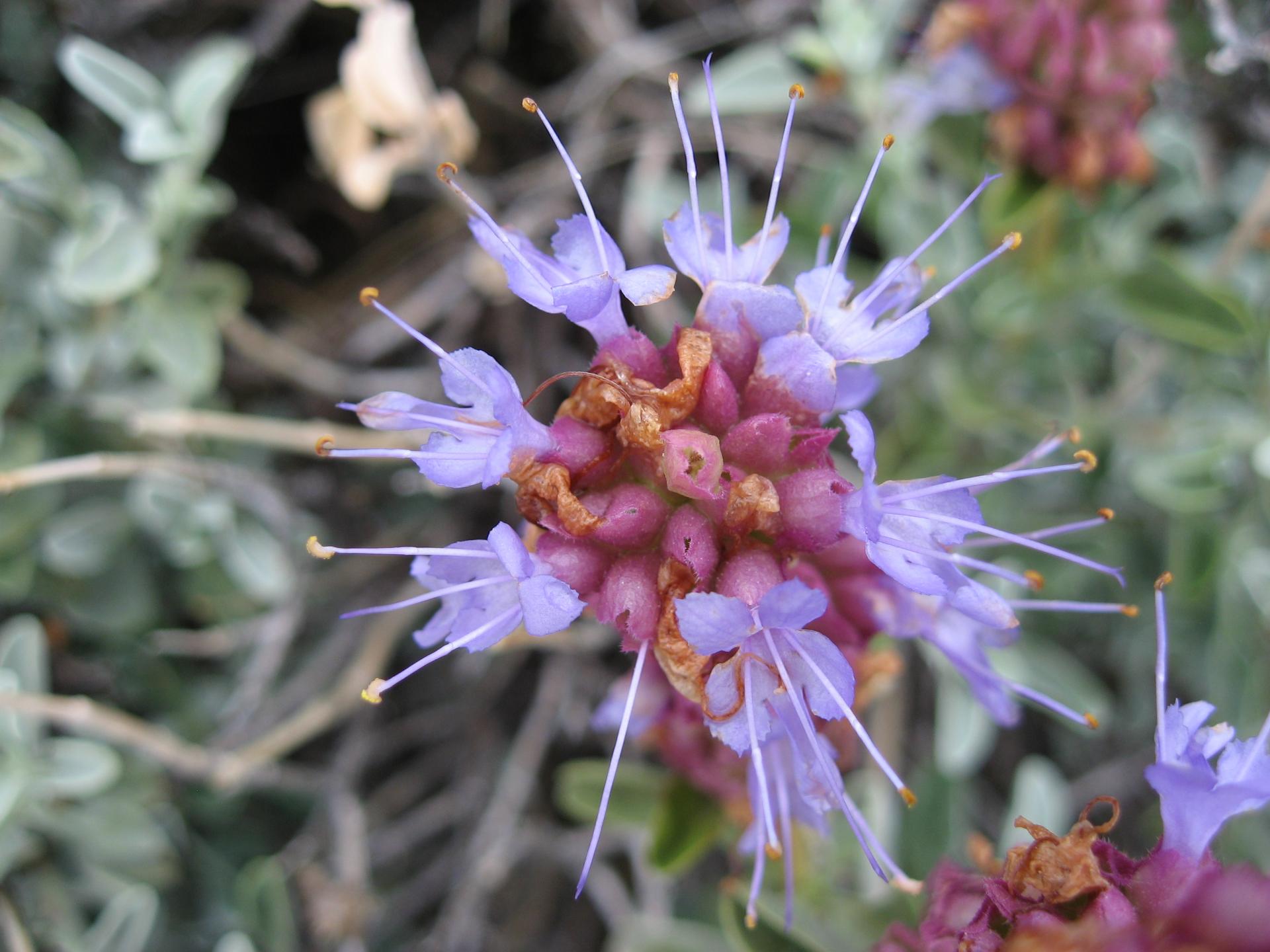 Im20080524cdIMG1195sm