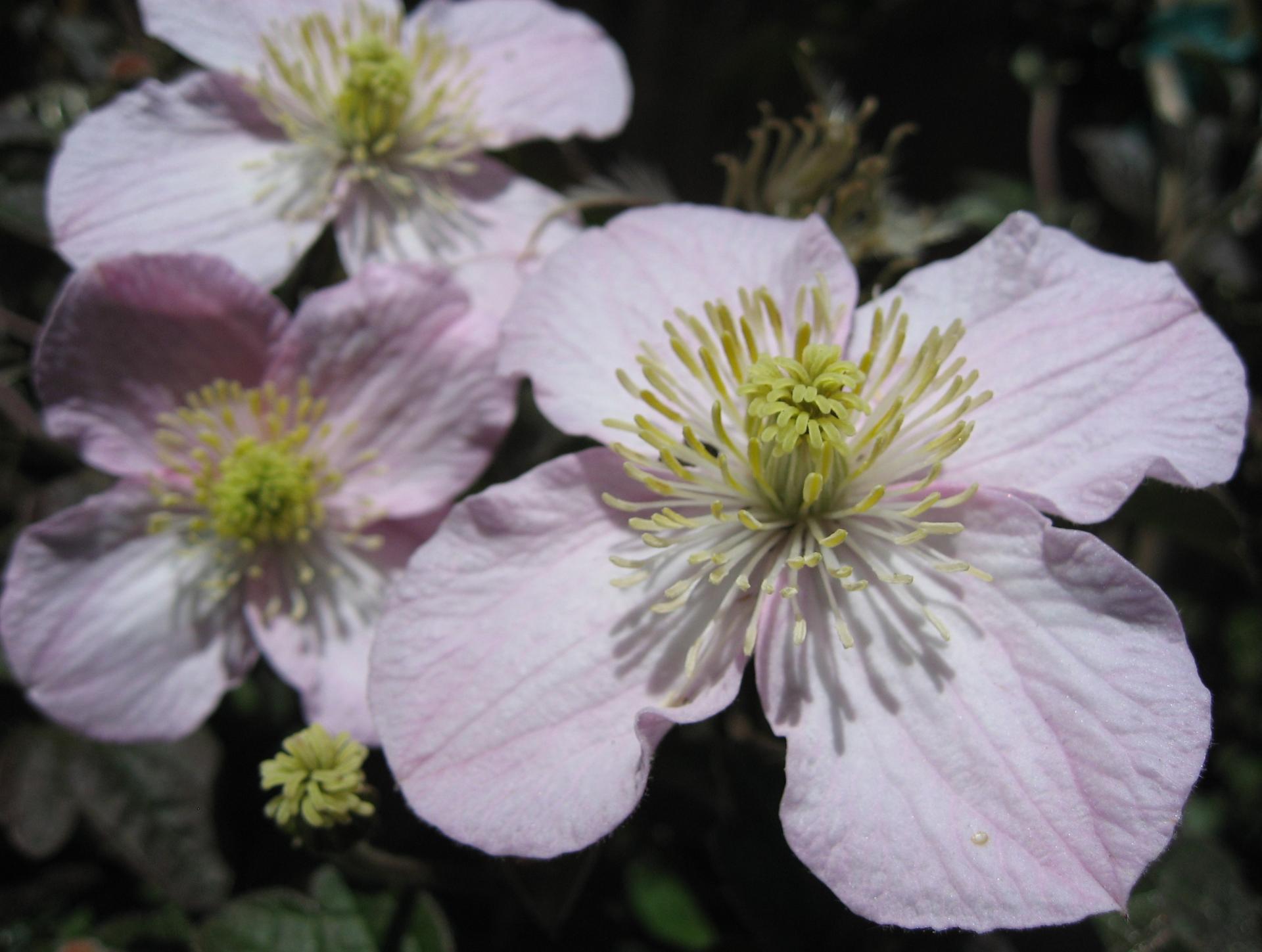 Im20080608cdIMG_1405sm