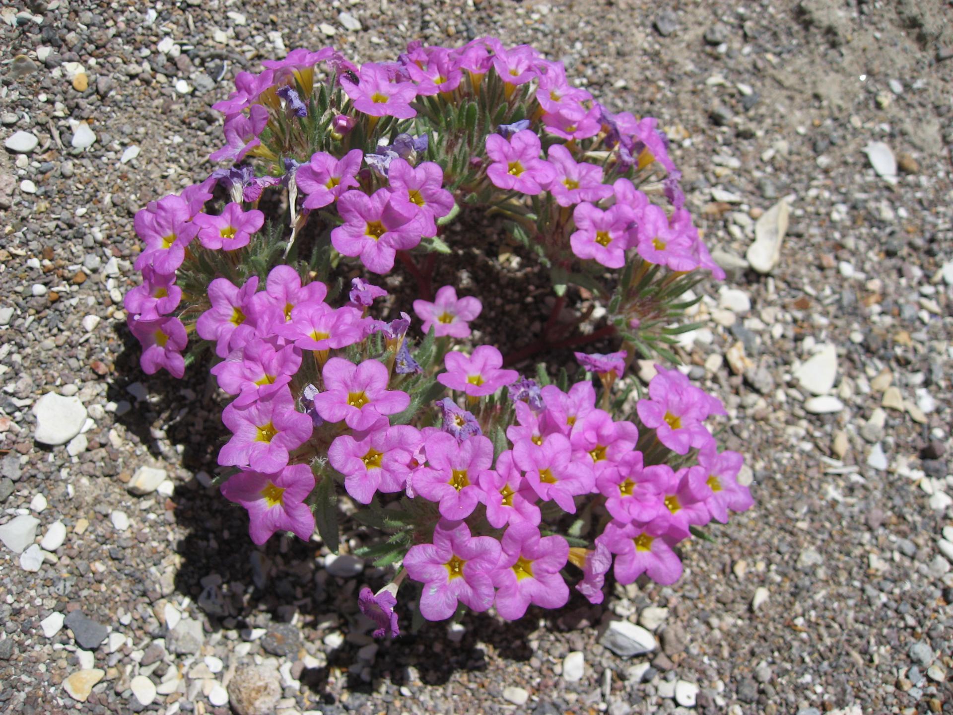 Im20080614cmIMG1460sm