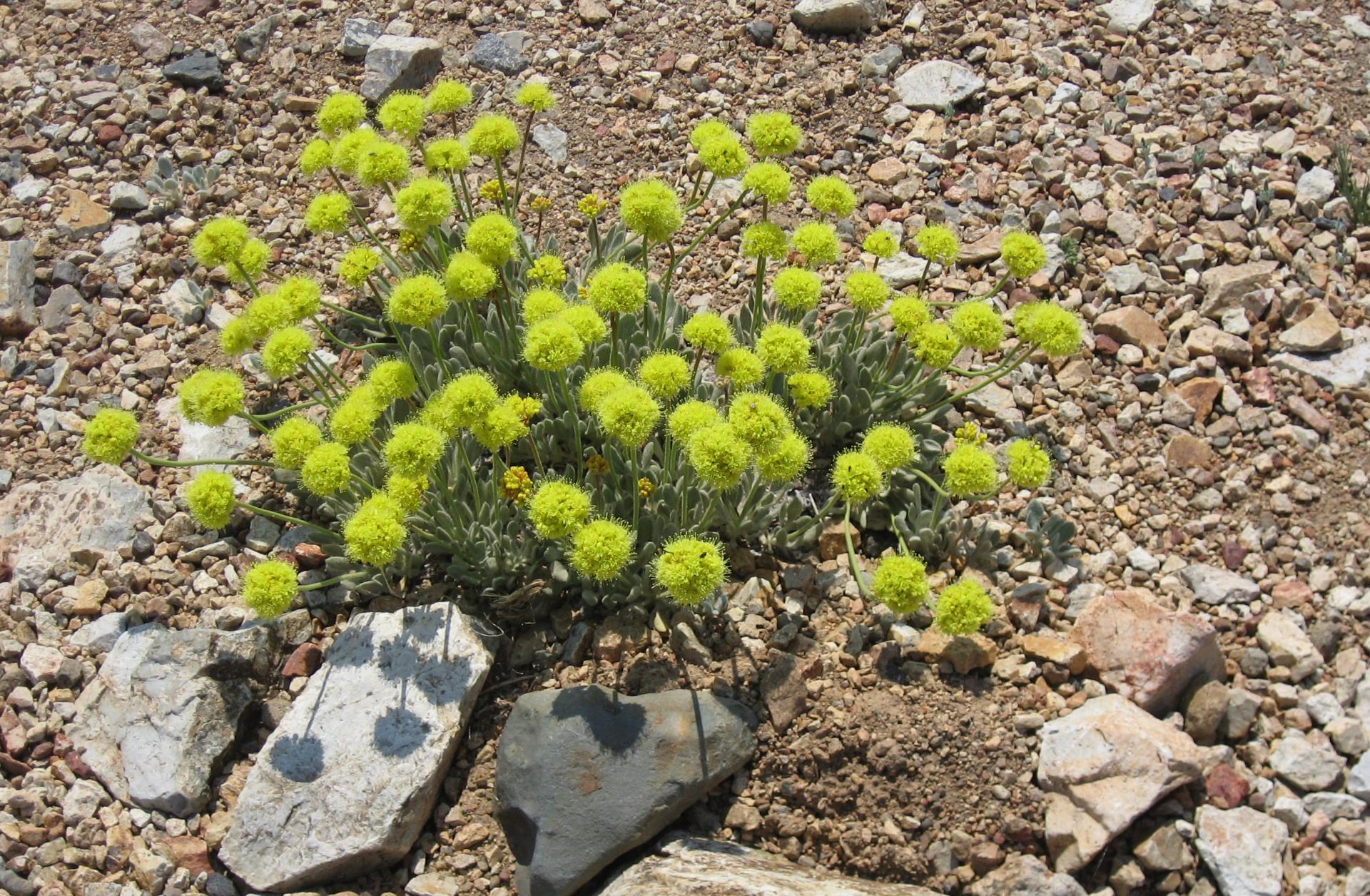 Im20080706cdIMG_2021sm