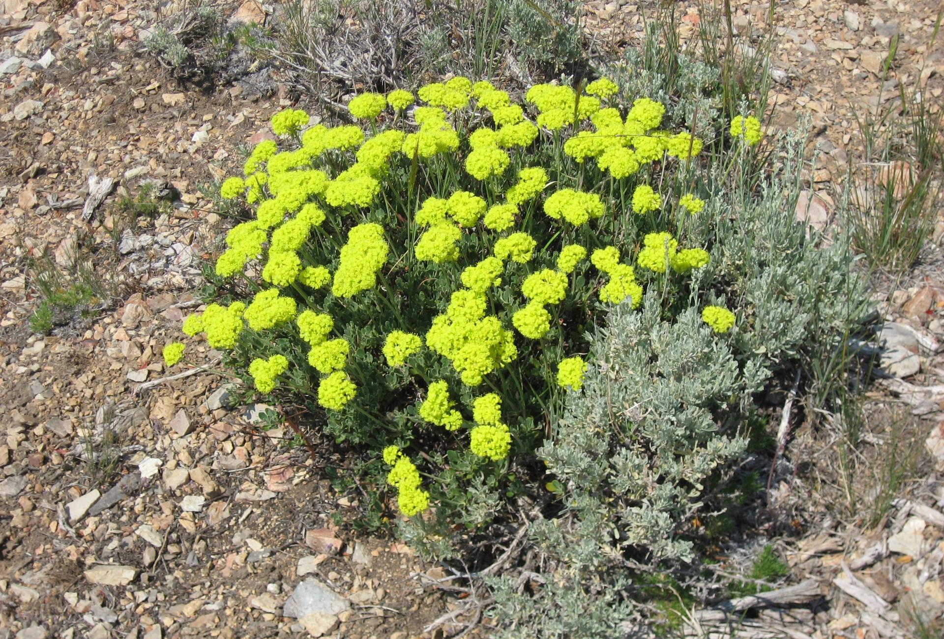 Im20080706cdIMG_2024sm