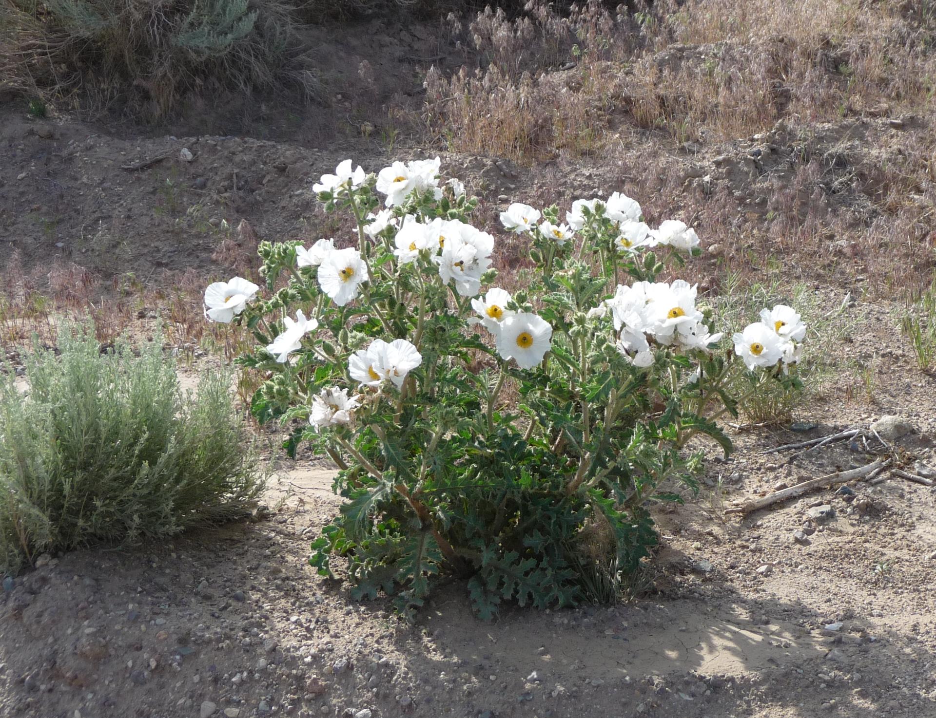 Im20090705pP1050565sm