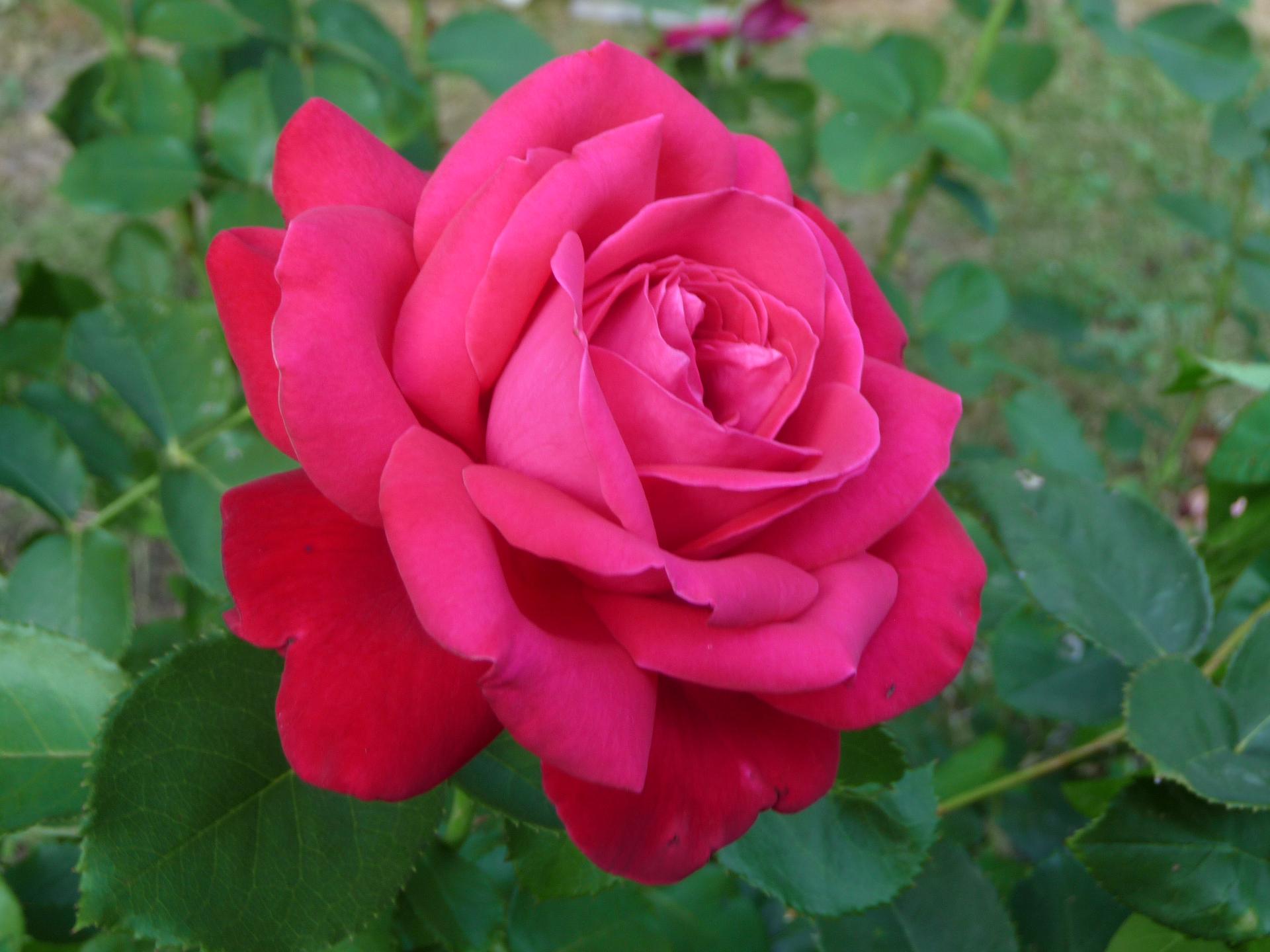 Im20090816pP1060791sm