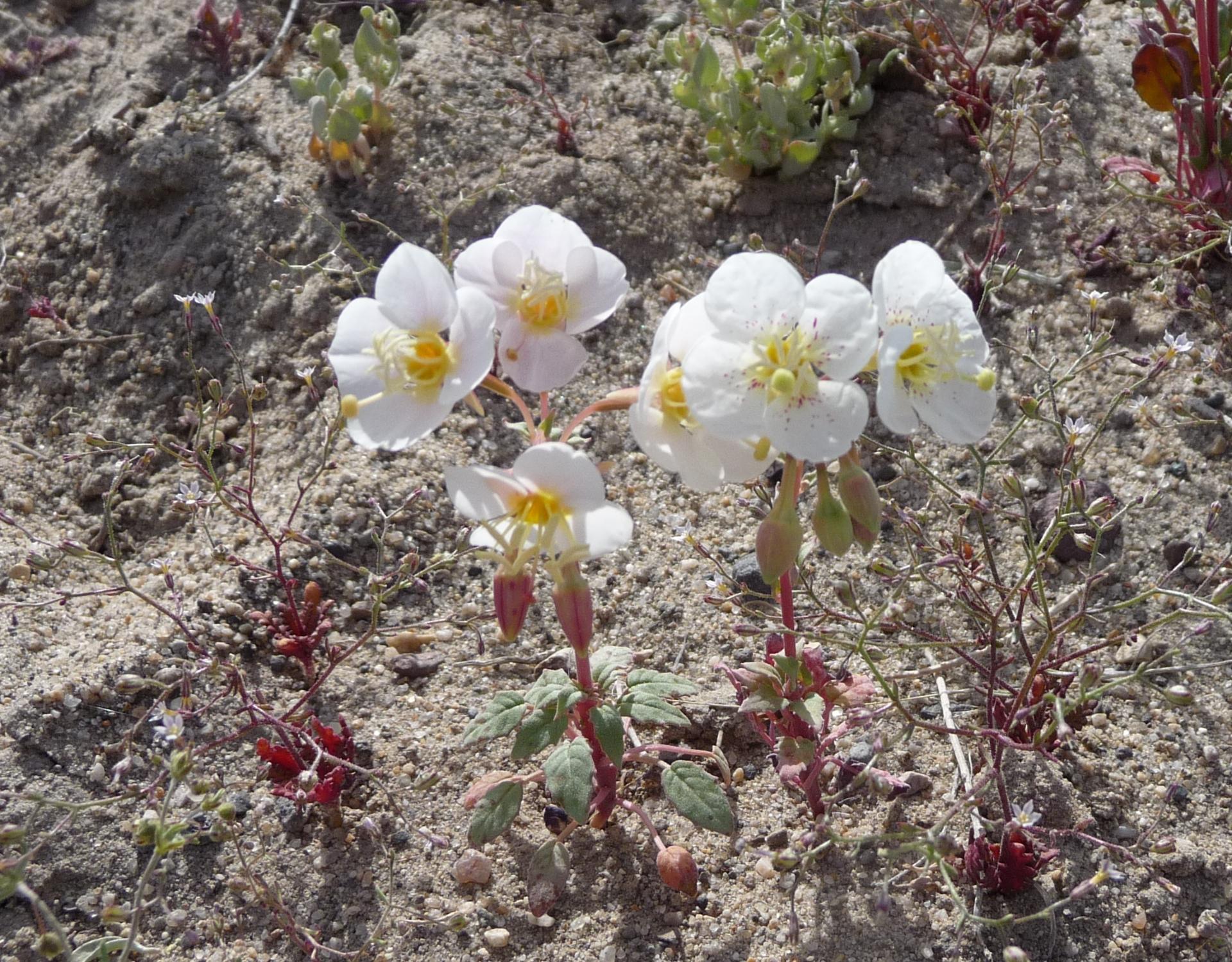 Im20100515pP1130347sm