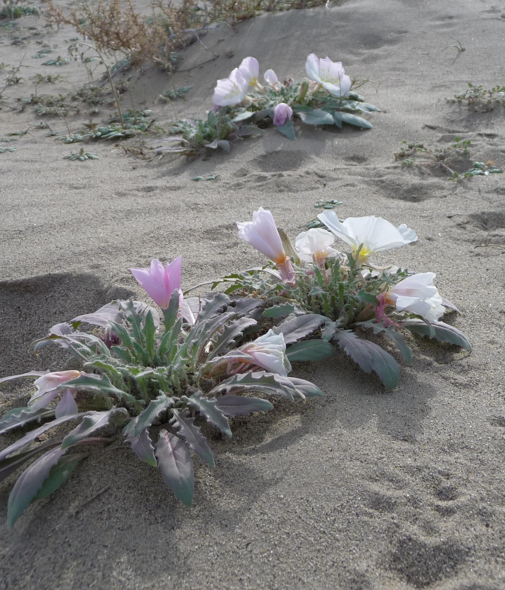 Im20100515pP1130360sm