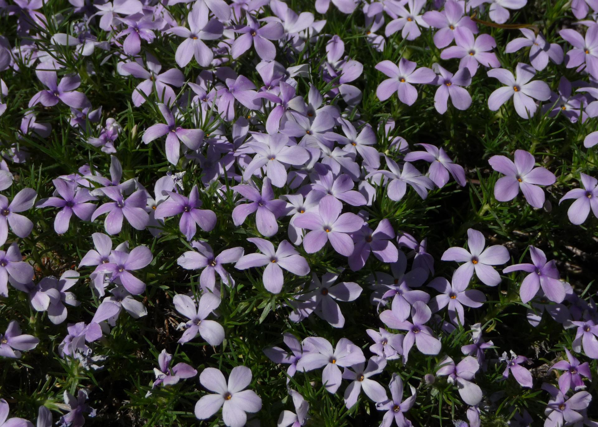 Im20100627pP1140310sm