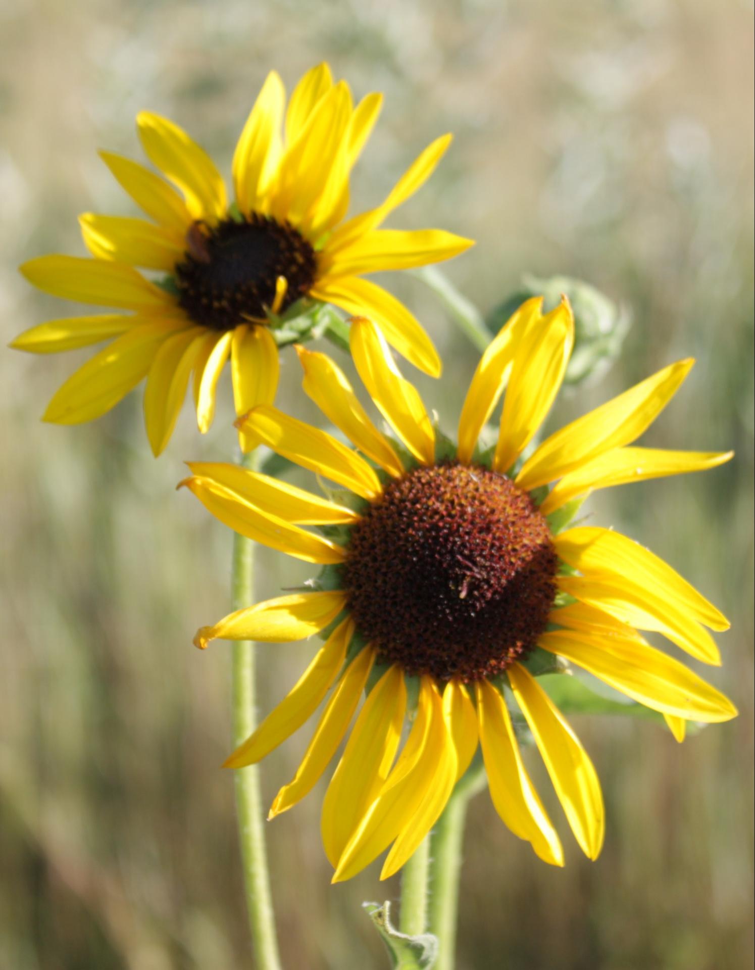 Im20110821crpIMG4104sm