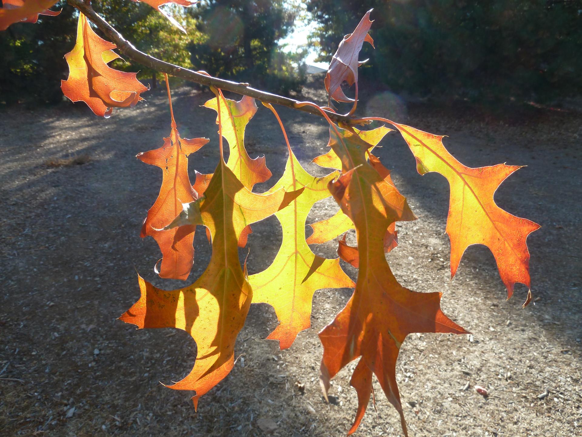 Im20111030pP1040333sm