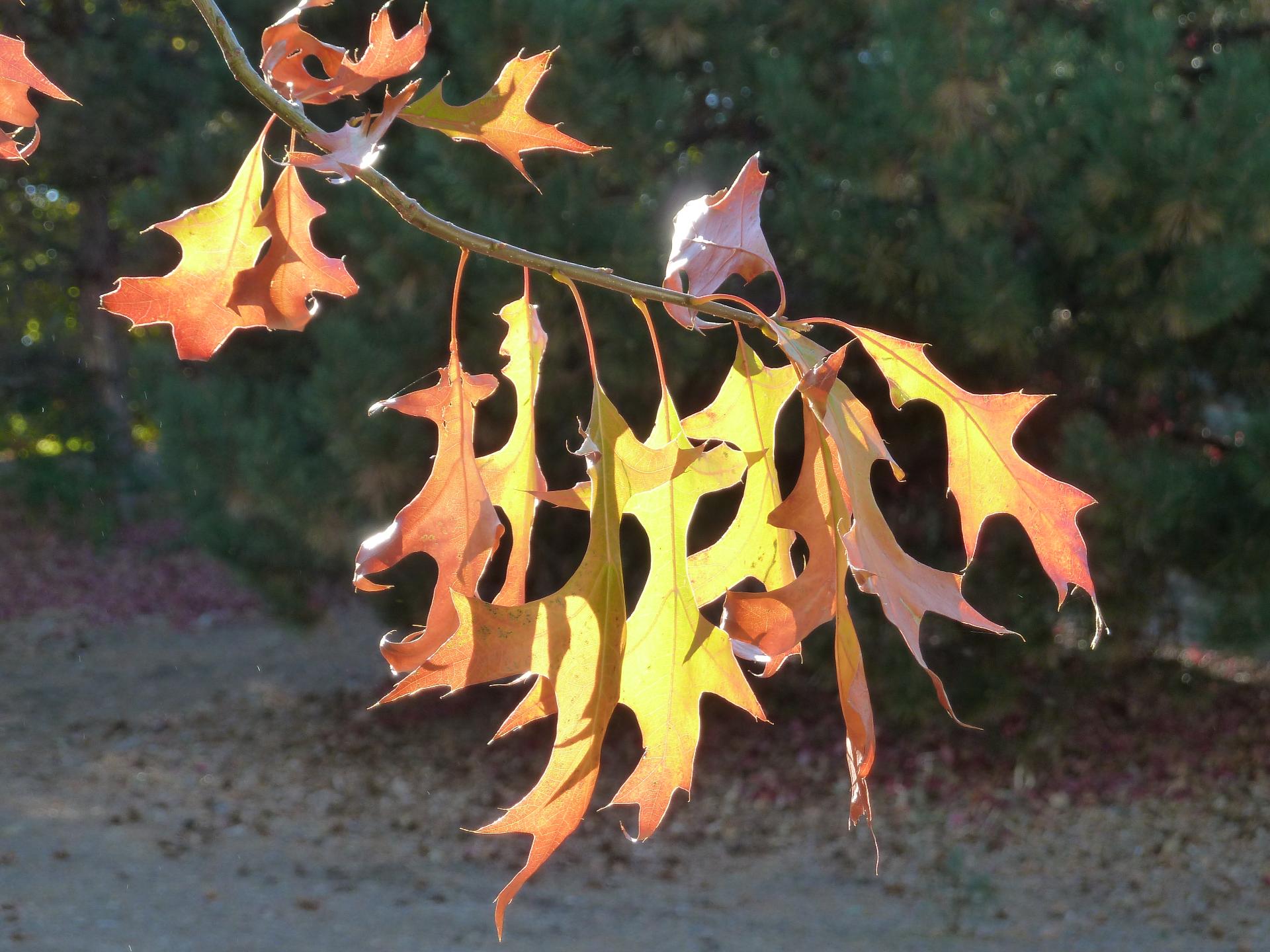 Im20111030pP1040335sm