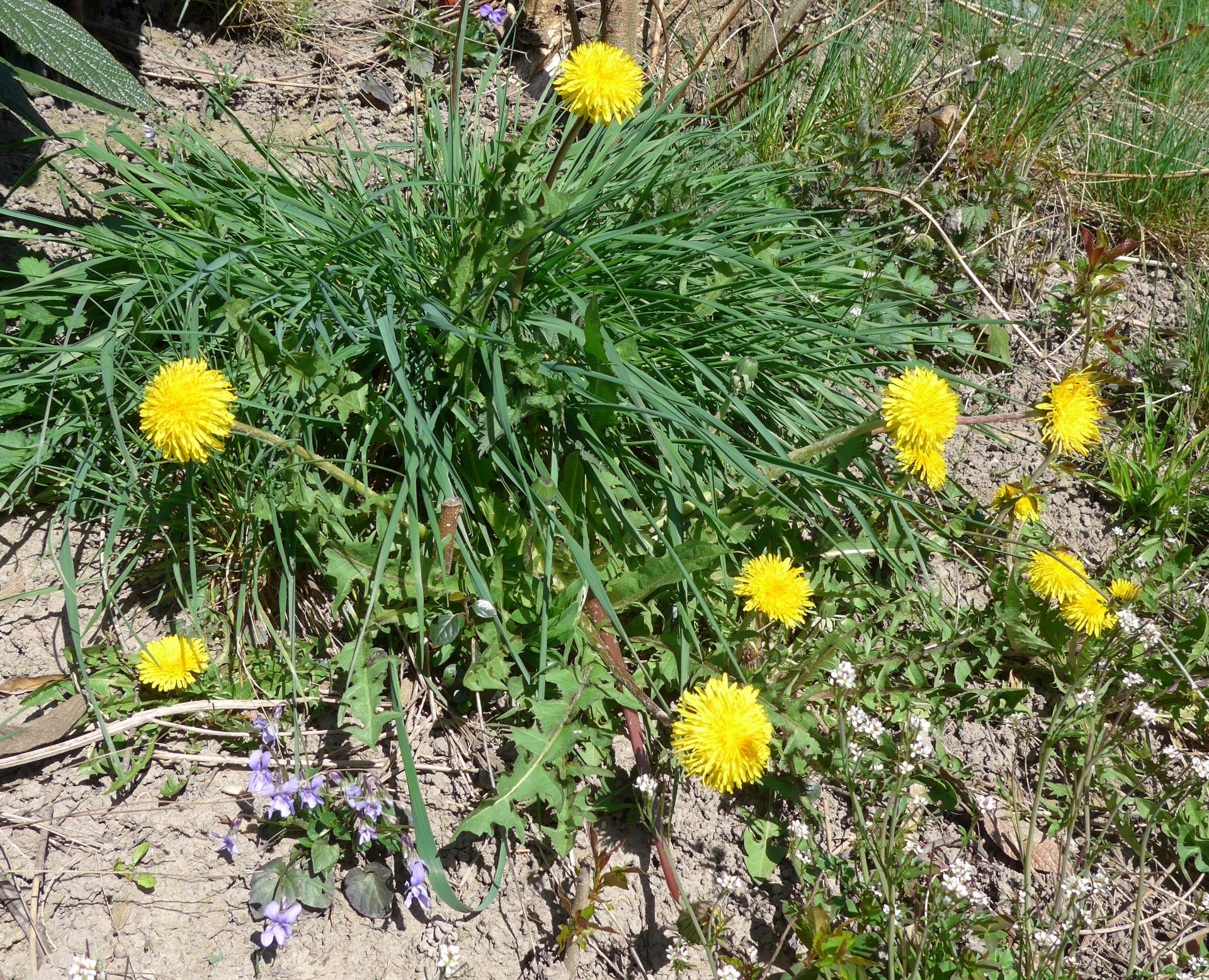 Im20140329pP1040432sm