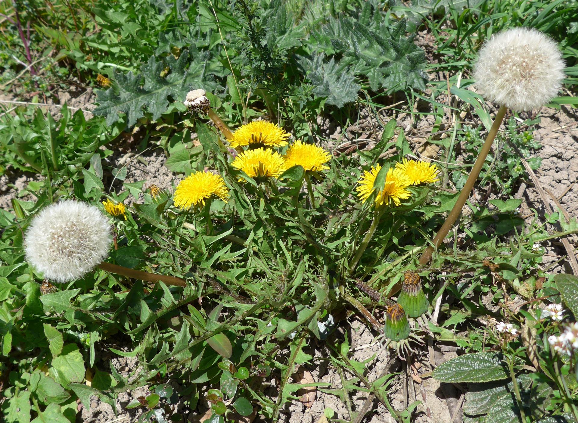 Im20140329pP1040433sm