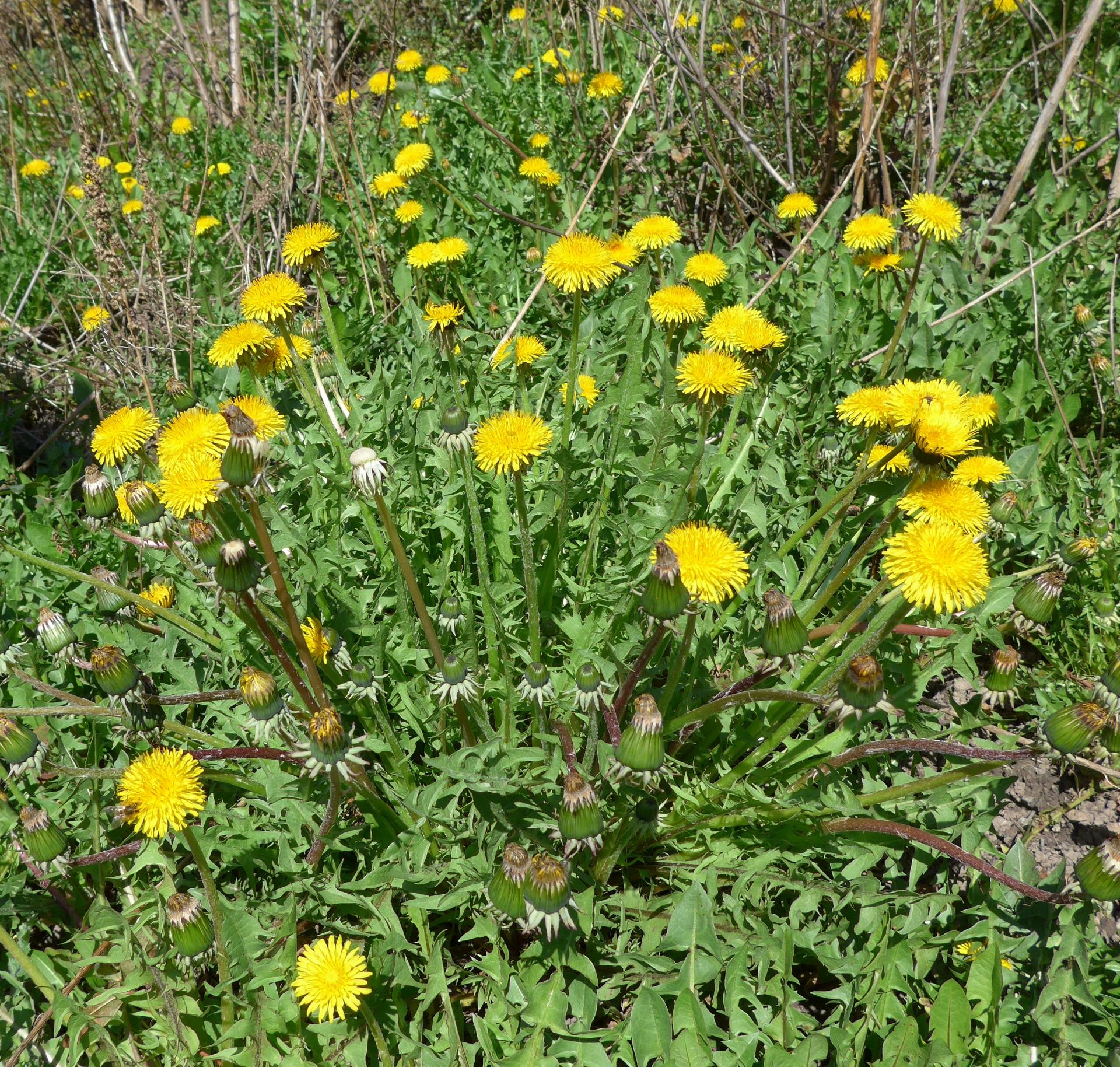 Im20140329pP1040435sm