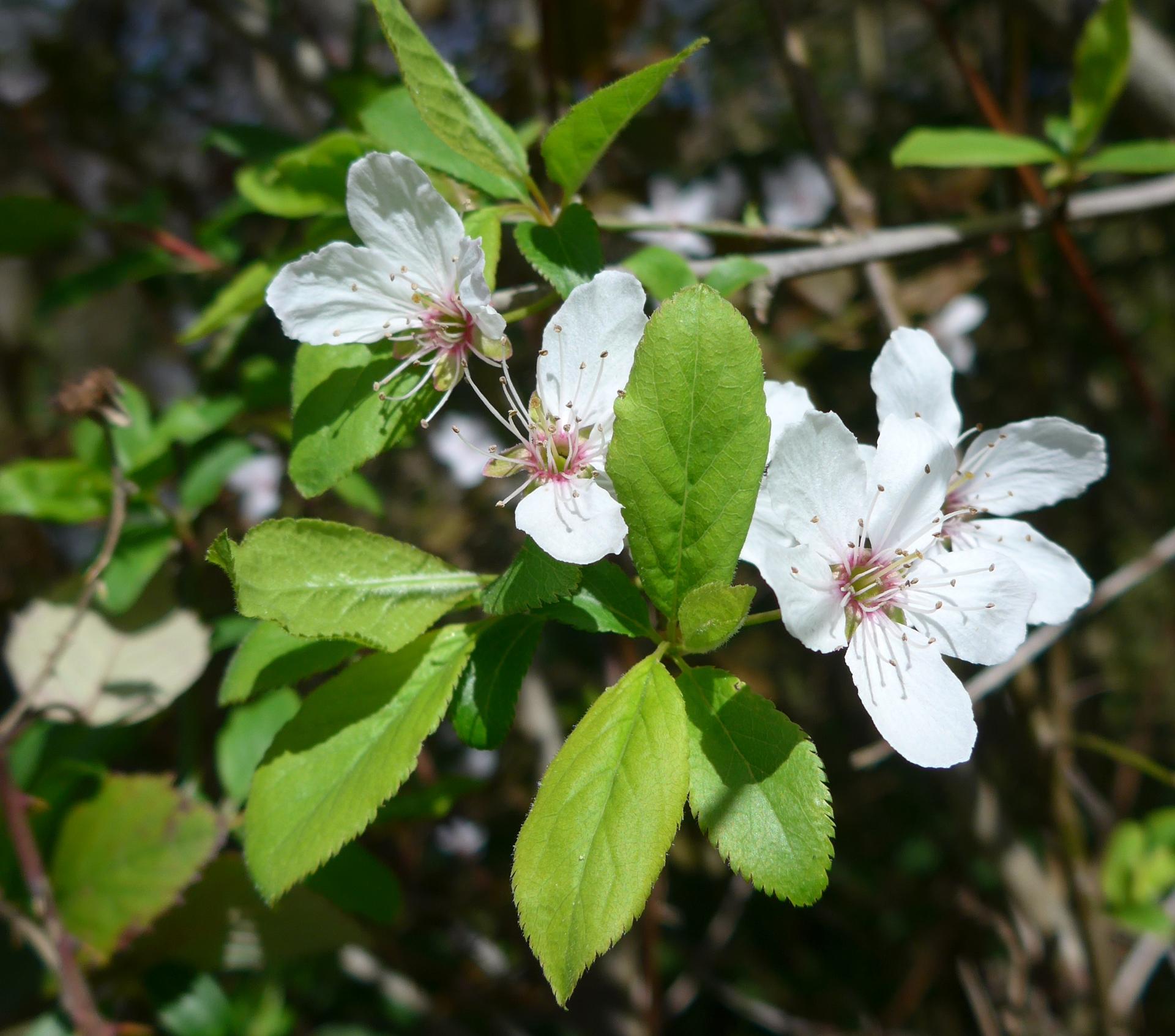 Im20140329pP1040440sm