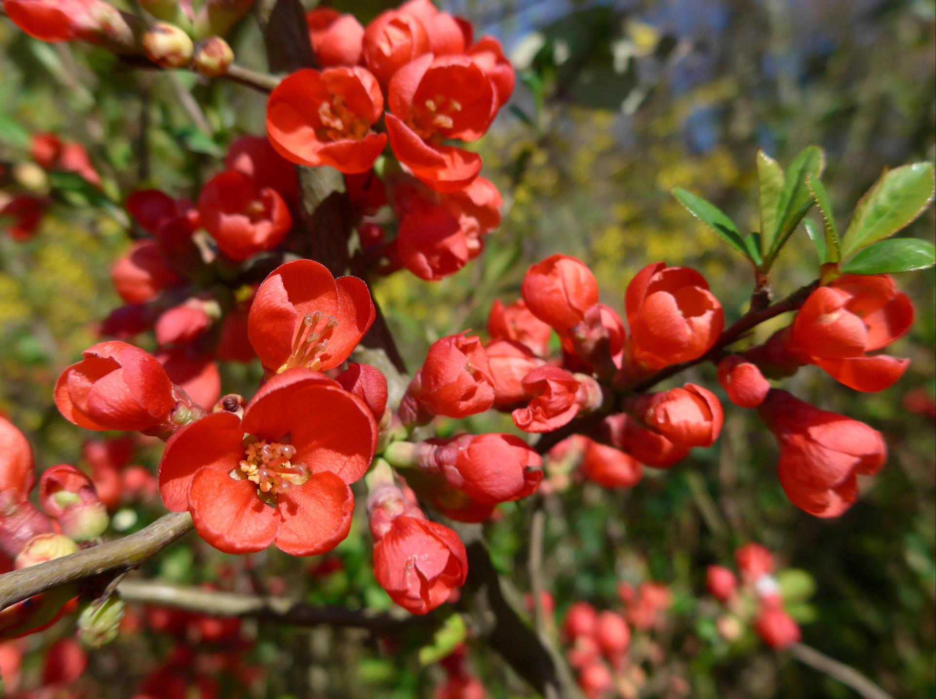 Im20140329pP1040445sm