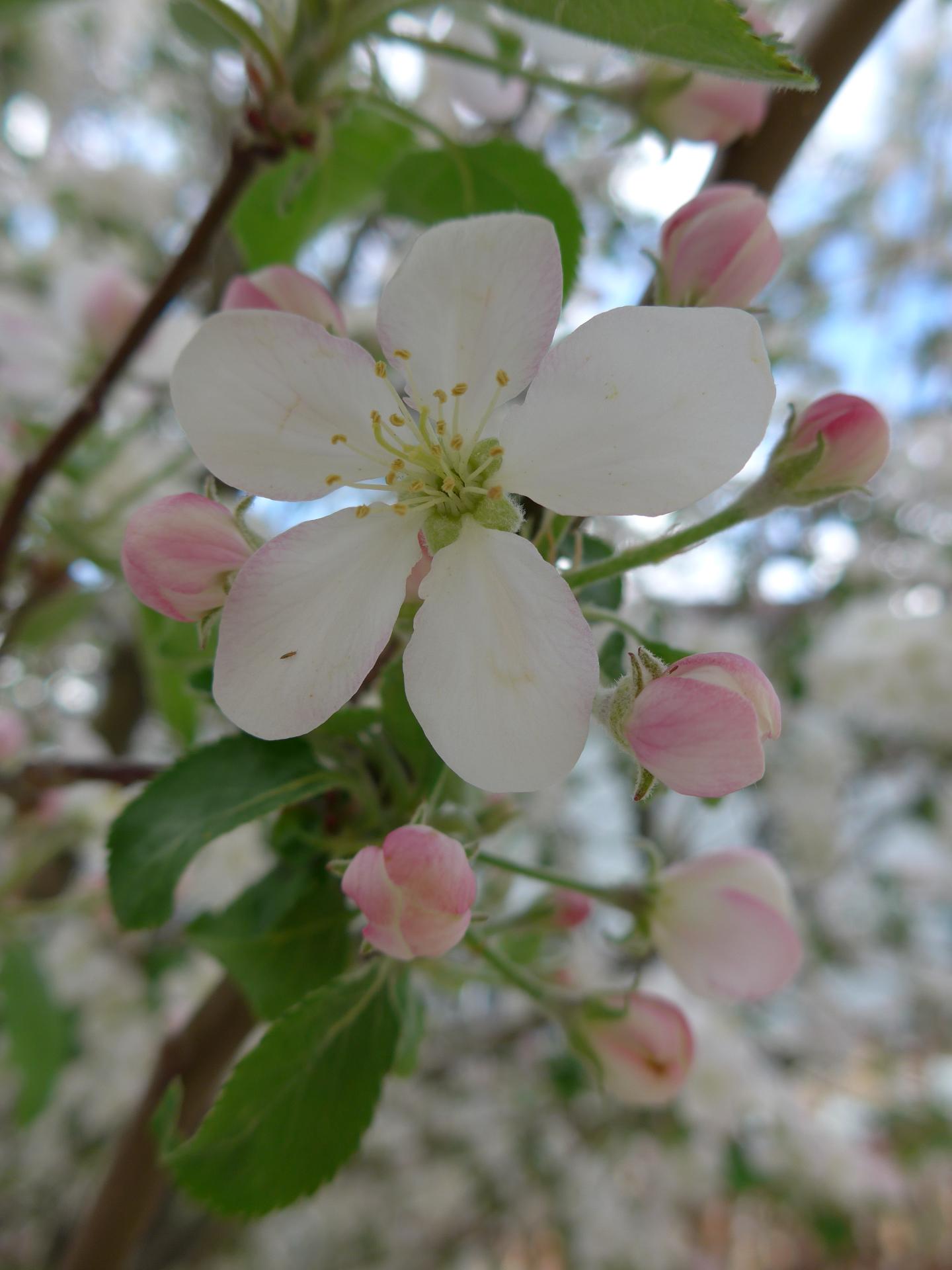 Im20140418pP1040821sm