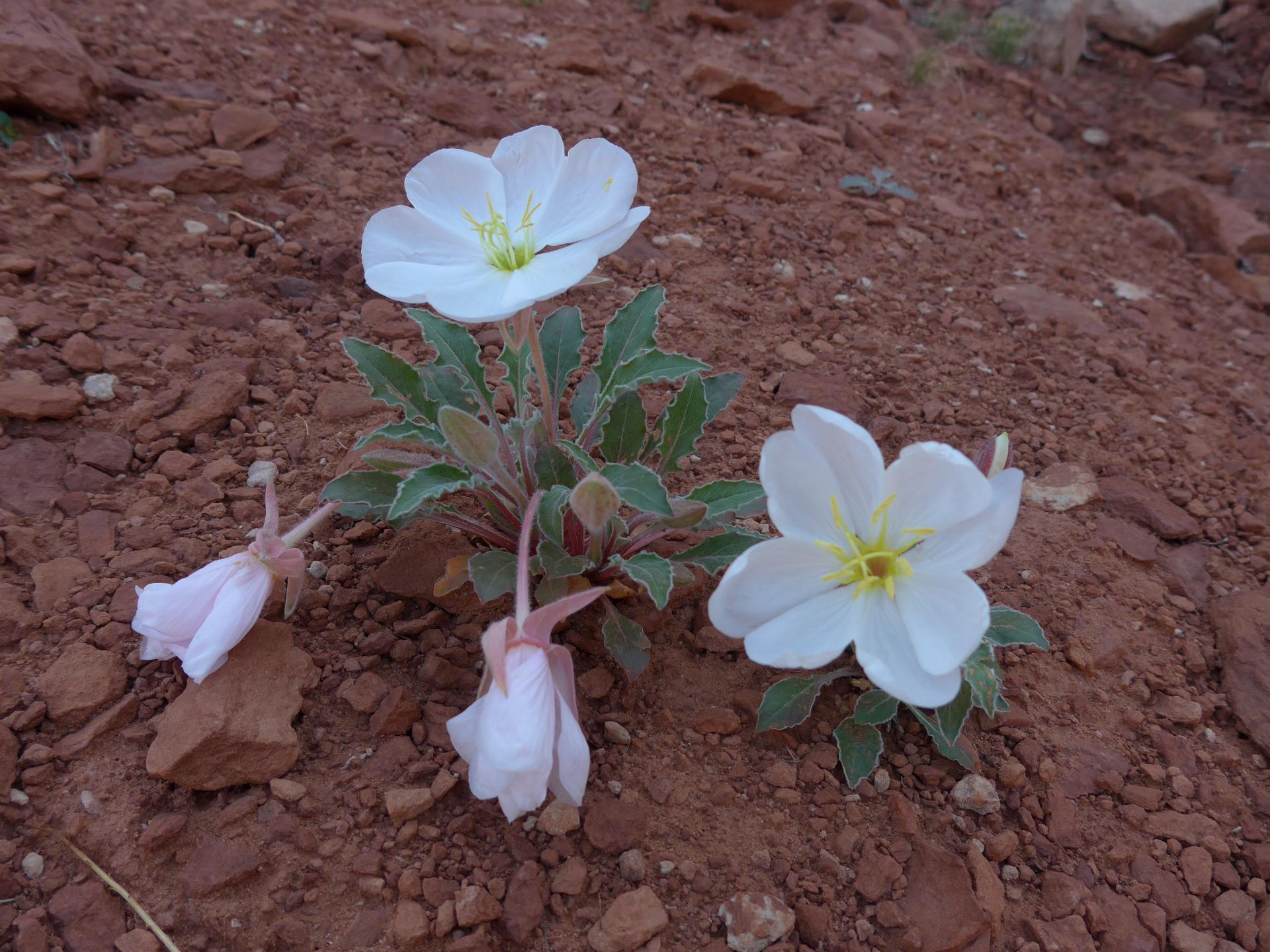 Im20160504pdP1130862sm