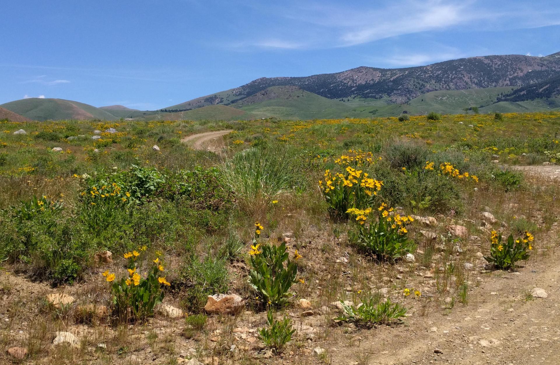 Im201806nx5IMG_20180622_121428sm