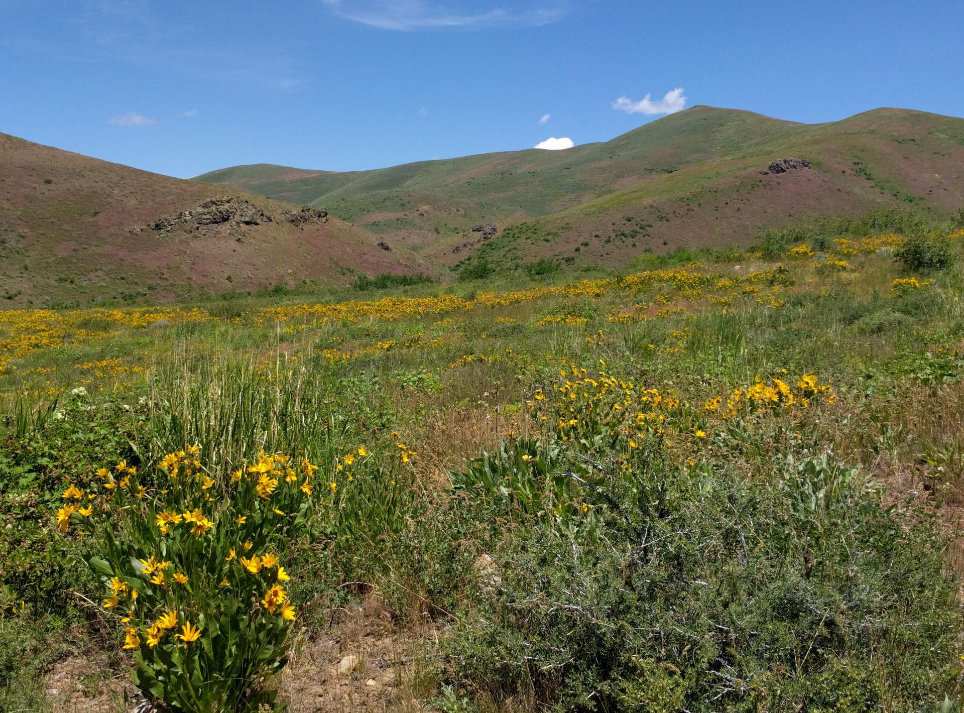 Im201806nx5IMG_20180622_121438sm