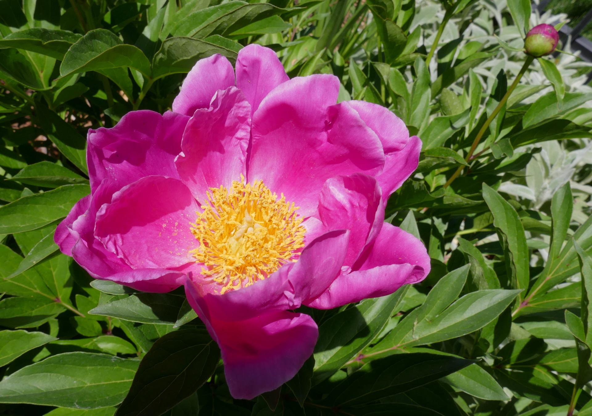 Im20210604oriP1010928sm