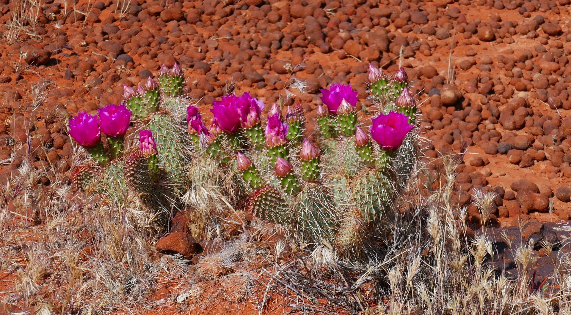 Im20230510P1090101sm